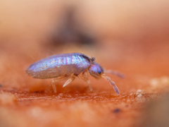 Lepidocyrtus cyaneus