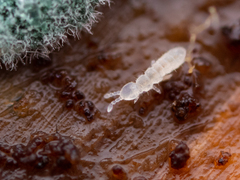 Folsomia candida