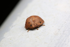 Hyperoncus lateritius