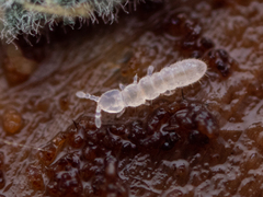 Folsomia candida