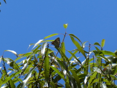 Jalmenus evagoras