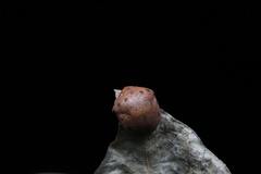 Hyperoncus lateritius