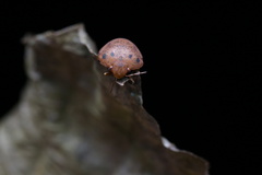 Hyperoncus lateritius