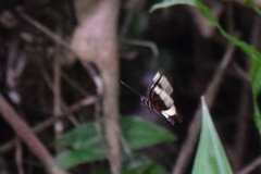 Heliconius hewitsoni
