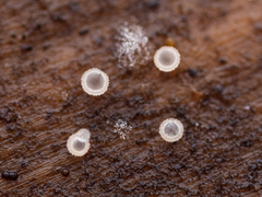 Orbiliomycetes