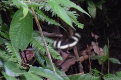 Heliconius hewitsoni