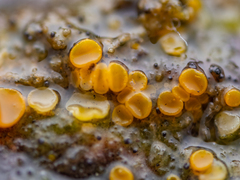 Orbilia xanthostigma