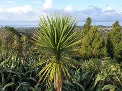 Cordyline australis