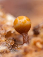 Trichia botrytis