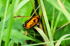 Byblia anvatara
