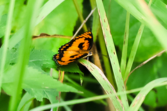 Byblia anvatara