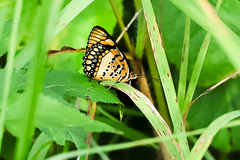 Byblia anvatara