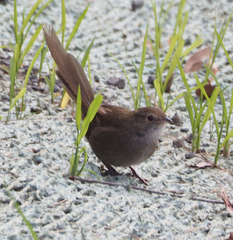 Dasyornis brachypterus