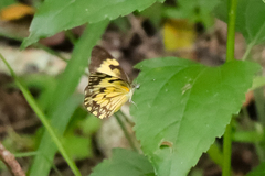 Belenois gidica abyssinica