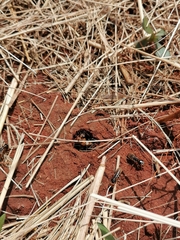 Hodotermes mossambicus