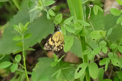 Belenois gidica abyssinica