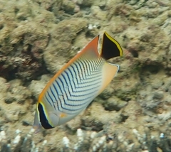 Chaetodon trifascialis