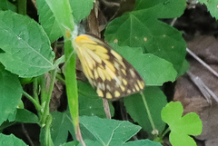 Belenois gidica abyssinica