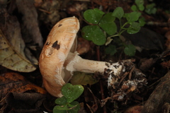 Leucocortinarius bulbiger