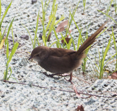 Dasyornis brachypterus