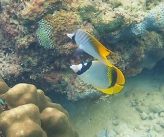 Chaetodon trifascialis