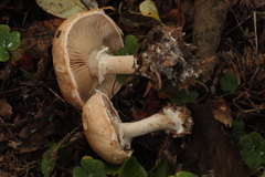 Leucocortinarius bulbiger