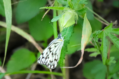 Belenois gidica abyssinica