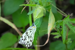 Belenois gidica abyssinica