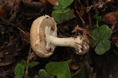 Leucocortinarius bulbiger