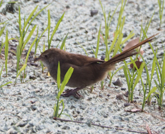 Dasyornis brachypterus