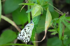 Belenois gidica abyssinica