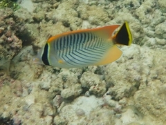 Chaetodon trifascialis