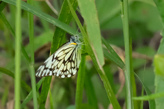 Belenois gidica abyssinica