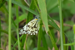 Belenois gidica abyssinica