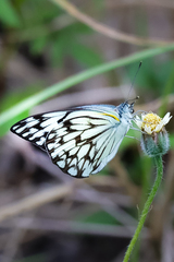 Belenois gidica abyssinica