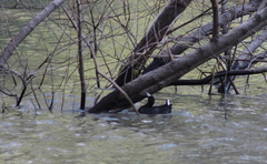 Gallinula galeata cachinnans