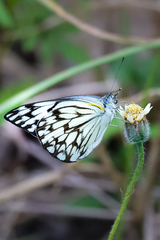 Belenois gidica abyssinica