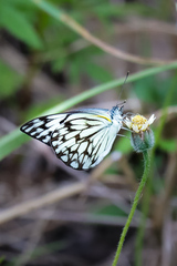 Belenois gidica abyssinica