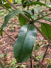 Allamanda