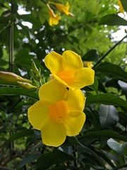 Allamanda