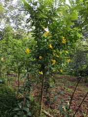 Allamanda