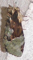 Chadisra bipars