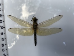 Hydrobasileus brevistylus