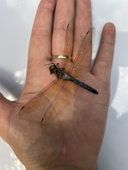 Hydrobasileus brevistylus