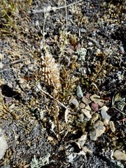 Veronica wyomingensis