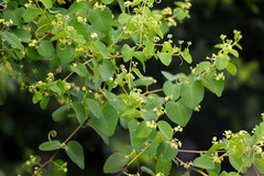 Helinus integrifolius