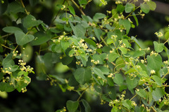 Helinus integrifolius