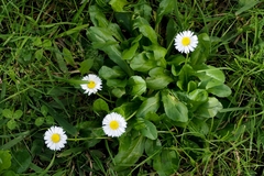 Bellis perennis