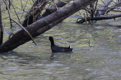 Gallinula galeata cachinnans