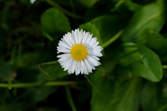 Bellis perennis